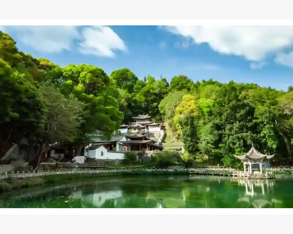 灵芝：神奇的中草药，搭配何种止咳化痰最有效？